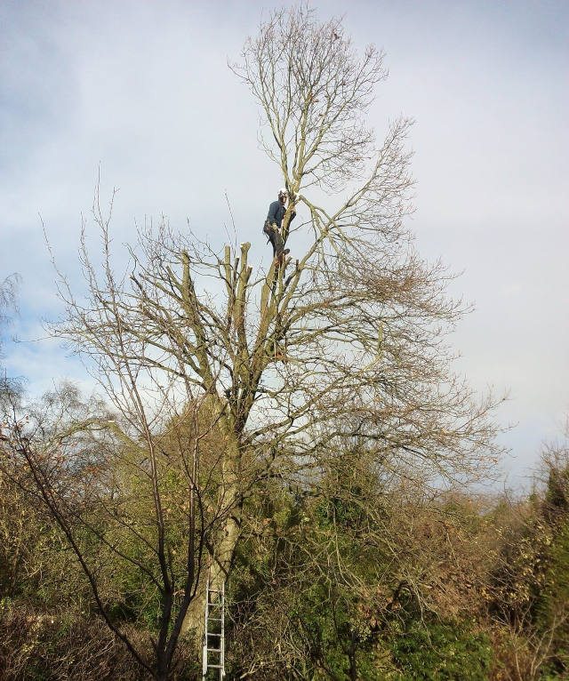 Tree surgery work by Norscapes