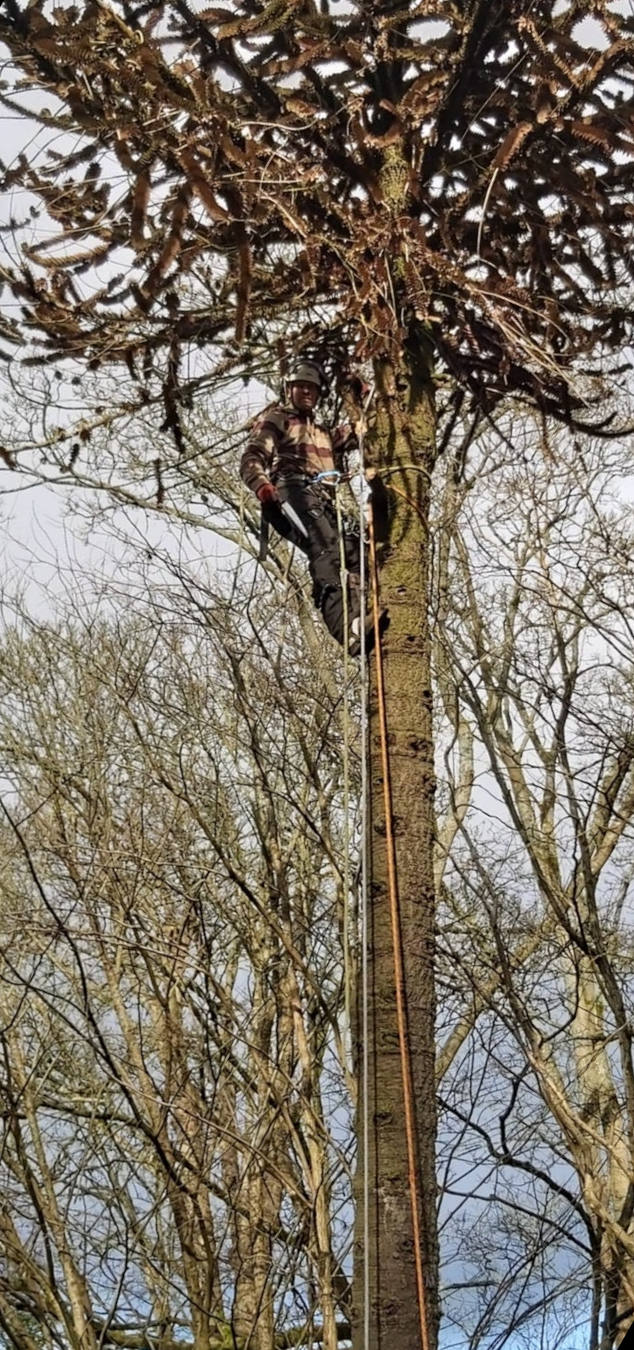 Tree surgery work by Norscapes
