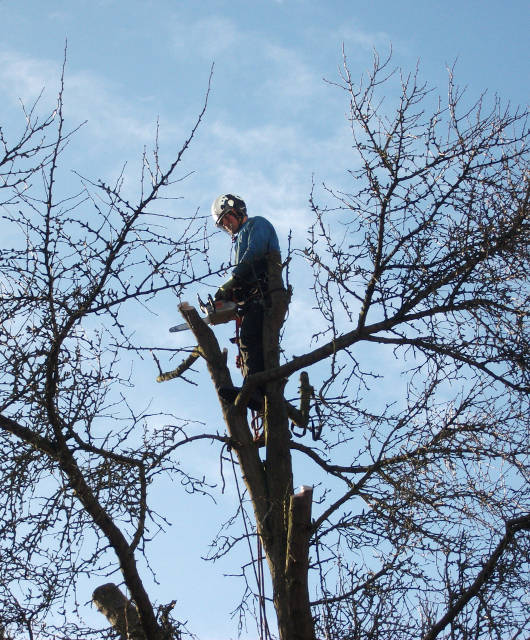 Tree surgery work by Norscapes