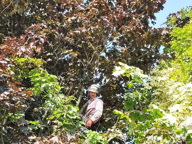 Norscapes garden and tree service work